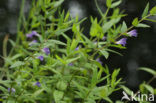 Blauw glidkruid (Scutellaria galericulata)