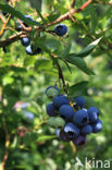 Blauwe bosbes (Vaccinium myrtillus)