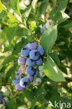 Bilberry (Vaccinium myrtillus)