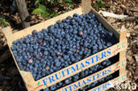 Bilberry (Vaccinium myrtillus)