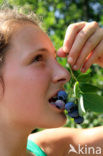 Bilberry (Vaccinium myrtillus)