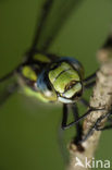 Blauwe glazenmaker (Aeshna cyanea)