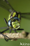 Blauwe glazenmaker (Aeshna cyanea)