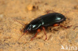 Blauwe Kruiper (Harpalus rubripes)