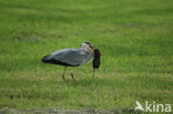 Grey Heron (Ardea cinerea)