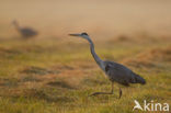 Grey Heron (Ardea cinerea)