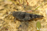 Blauwvleugelsprinkhaan (Oedipoda caerulescens) 