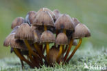 bonnet (Mycena spec.)