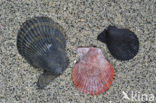 Variegated Scallop (Mimachlamys varia