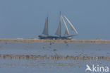 Bonte Strandloper (Calidris alpina)