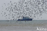 Dunlin (Calidris alpina)