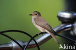 Bonte Vliegenvanger (Ficedula hypoleuca)