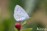 Boomblauwtje (Celastrina argiolus)