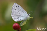 Boomblauwtje (Celastrina argiolus)