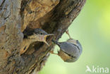 Boomklever (Sitta europaea caesia)