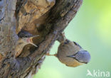 Boomklever (Sitta europaea caesia)