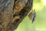 Boomklever (Sitta europaea caesia)