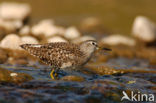 Wood Sandpiper (Tringa glareola)