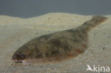 Flounder (Platichthys flesus)