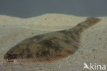 Flounder (Platichthys flesus)