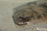 Bot (Platichthys flesus)