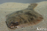 Flounder (Platichthys flesus)