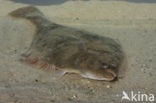 Flounder (Platichthys flesus)