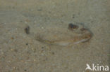 Flounder (Platichthys flesus)