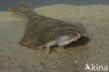 Flounder (Platichthys flesus)