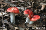 Braakrussula (Russula emetica)