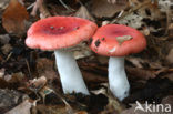 Braakrussula (Russula emetica)