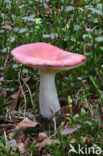 Braakrussula (Russula emetica)