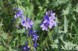 Large Speedwell