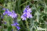 Large Speedwell