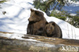 Bruine beer (Ursus arctos)