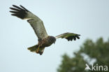 Bruine Kiekendief (Circus aeruginosus)