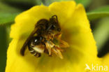 Bruine slobkousbij (Macropis fulvipes) 