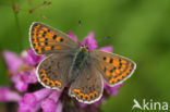 Bruine vuurvlinder (Lycaena tityrus) 