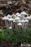 Bundelmycena (Mycena arcangeliana)