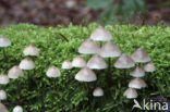 Bundelmycena (Mycena arcangeliana)