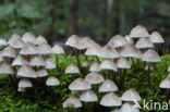 Bundelmycena (Mycena arcangeliana)