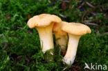 Chanterelle (Cantharellus spec.)