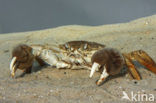 chinese mitten crab (Eriocheir sinensis)