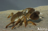 chinese mitten crab (Eriocheir sinensis)