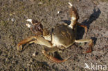 chinese mitten crab (Eriocheir sinensis)