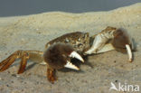 chinese mitten crab (Eriocheir sinensis)