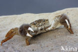 chinese mitten crab (Eriocheir sinensis)