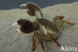 chinese mitten crab (Eriocheir sinensis)