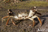 chinese mitten crab (Eriocheir sinensis)