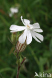 Red Campion (Silene dioica)